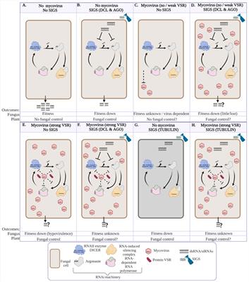Mycovirus-encoded suppressors of RNA silencing: Possible allies or enemies in the use of RNAi to control fungal disease in crops